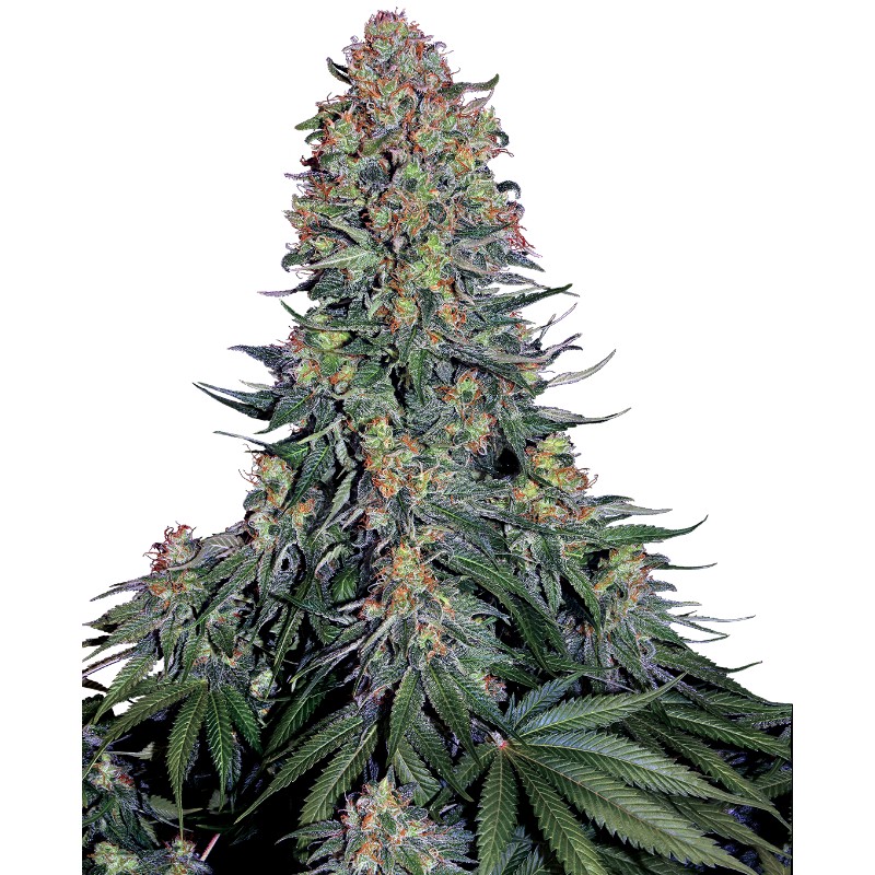 BLUE SKUNK · Sensi Seeds · sementes de maconha · Fem