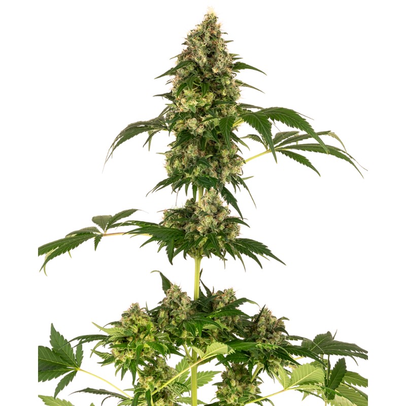 COBALT HAZE · Sensi Seeds · semi di canapa · Fem