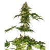 COBALT HAZE · Sensi Seeds · semi di canapa · Fem