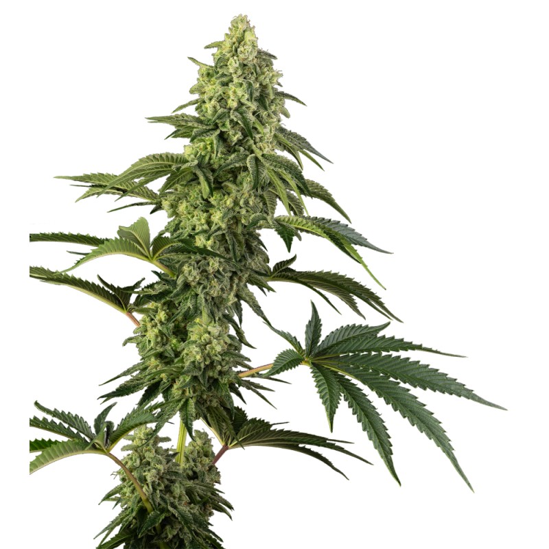 COSMIC KISS · Sensi Seeds · semi di canapa · Fem