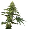 COSMIC KISS · Sensi Seeds · semi di canapa · Fem