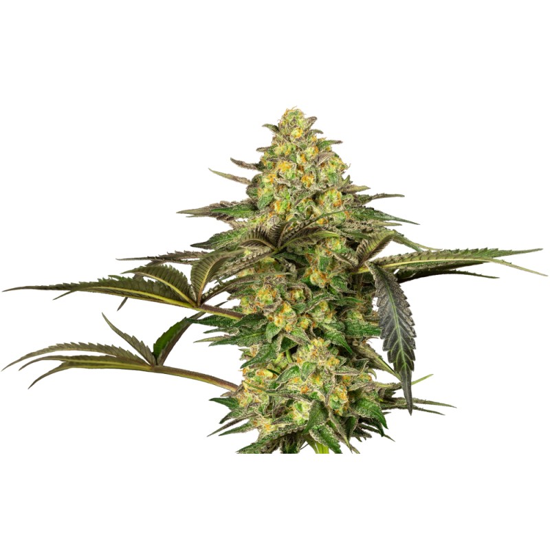 GRAPEVINE CANDY · Sensi Seeds · semi di canapa · Fem