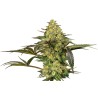 GRAPEVINE CANDY · Sensi Seeds · semi di canapa · Fem