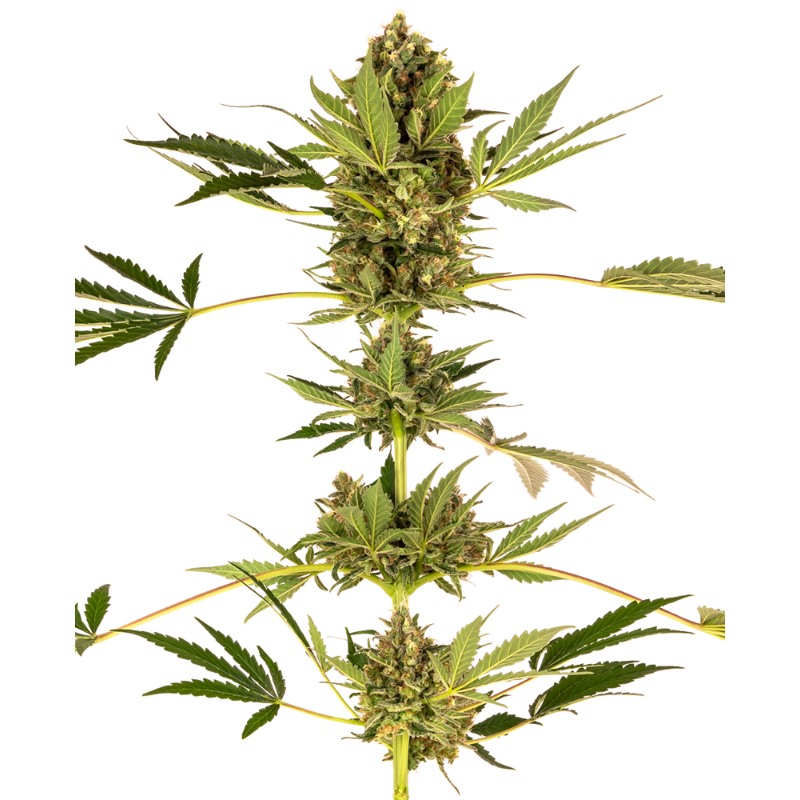 HIMALAYAN CBD · Sensi Seeds · semi di canapa · Fem