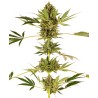 HIMALAYAN CBD · Sensi Seeds · semi di canapa · Fem