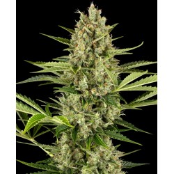 JACK HERER AUTO · Sensi Seeds · cannabis samen · AutoFem