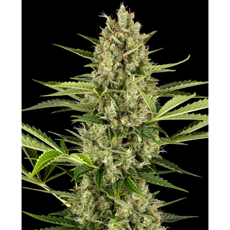 JACK HERER AUTO · Sensi Seeds · semi di canapa indiana · AutoFem