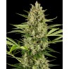 JACK HERER AUTO · Sensi Seeds · semi di canapa indiana · AutoFem