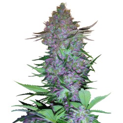 PURPLE SKUNK AUTO · Sensi Seeds · kenevir tohum ·  AutoFem