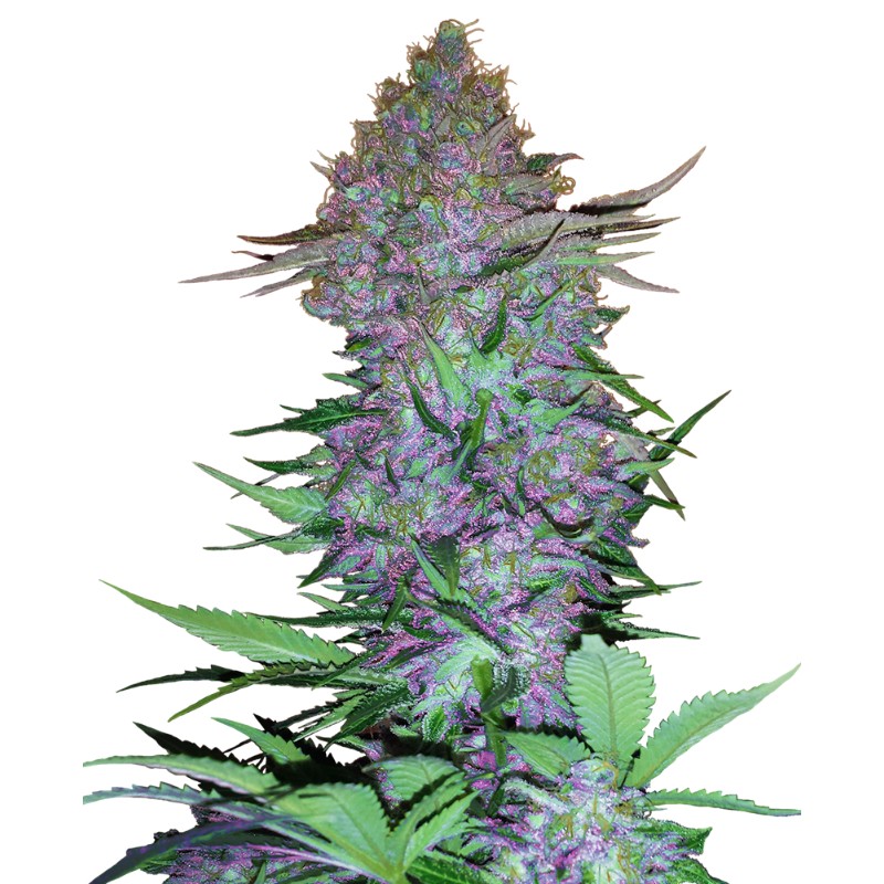 PURPLE SKUNK AUTO · Sensi Seeds · semi di canapa indiana · AutoFem