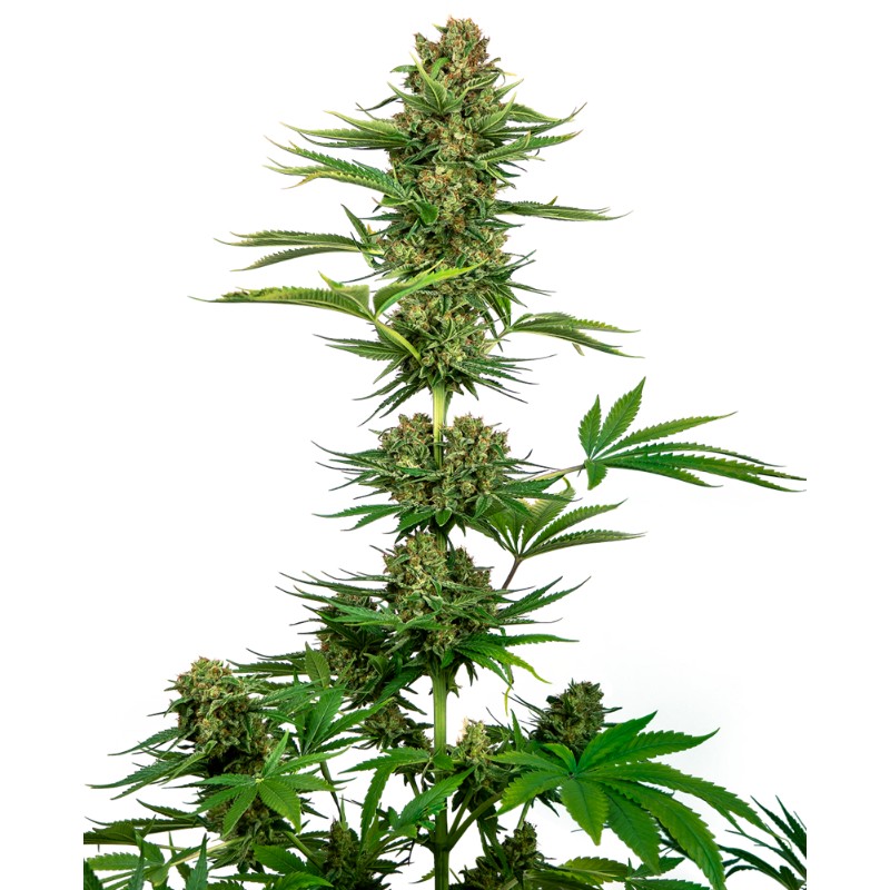 SATIN BLACK DOMINA CBD · Sensi Seeds · semi di canapa · Fem