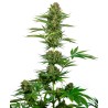SATIN BLACK DOMINA CBD · Sensi Seeds · semi di canapa · Fem