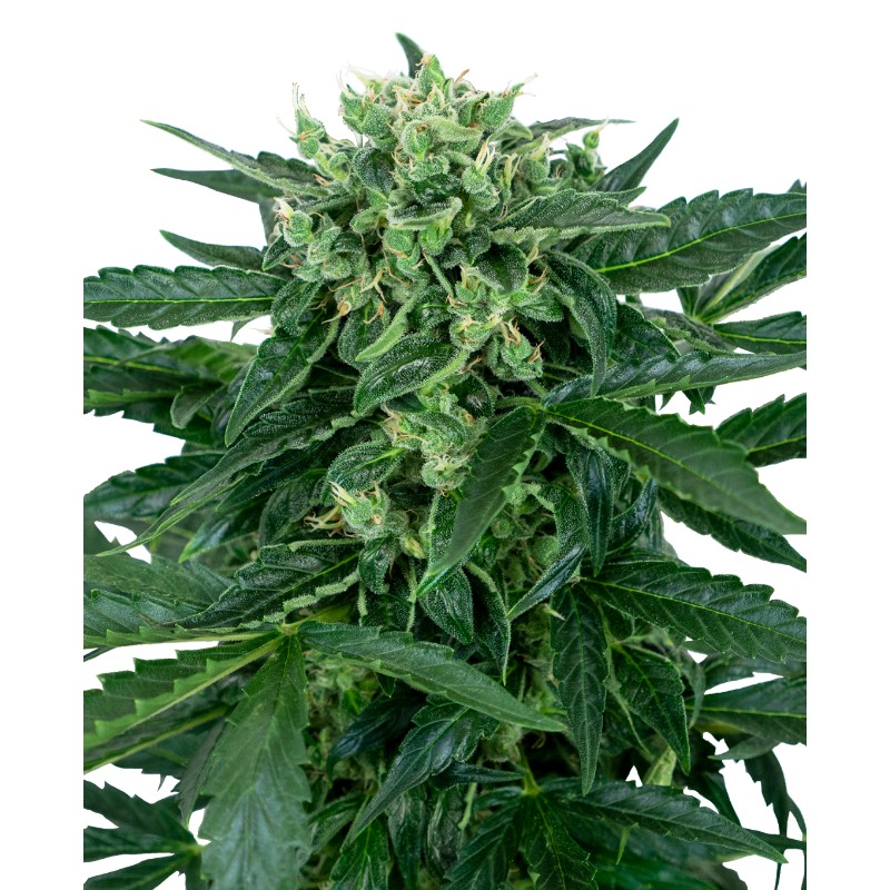 SENSI AMNESIA AUTO · Sensi Seeds · semi di canapa indiana · AutoFem