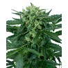 SENSI AMNESIA AUTO · Sensi Seeds · semi di canapa indiana · AutoFem