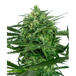 SENSI AMNESIA · Sensi Seeds · cannabis samen · Fem