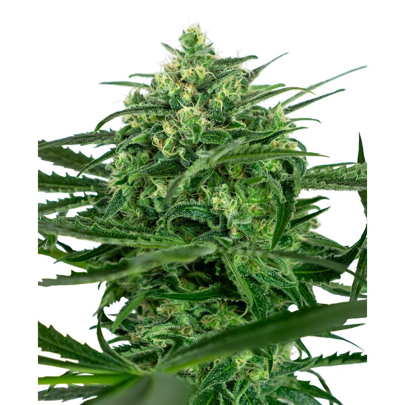 SENSI AMNESIA · Sensi Seeds · semi di canapa · Fem