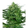 SENSI AMNESIA · Sensi Seeds · semi di canapa · Fem