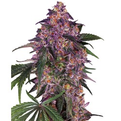 SENSI PURPLE KUSH · Sensi Seeds · kenevir tohum · Disi · Fem