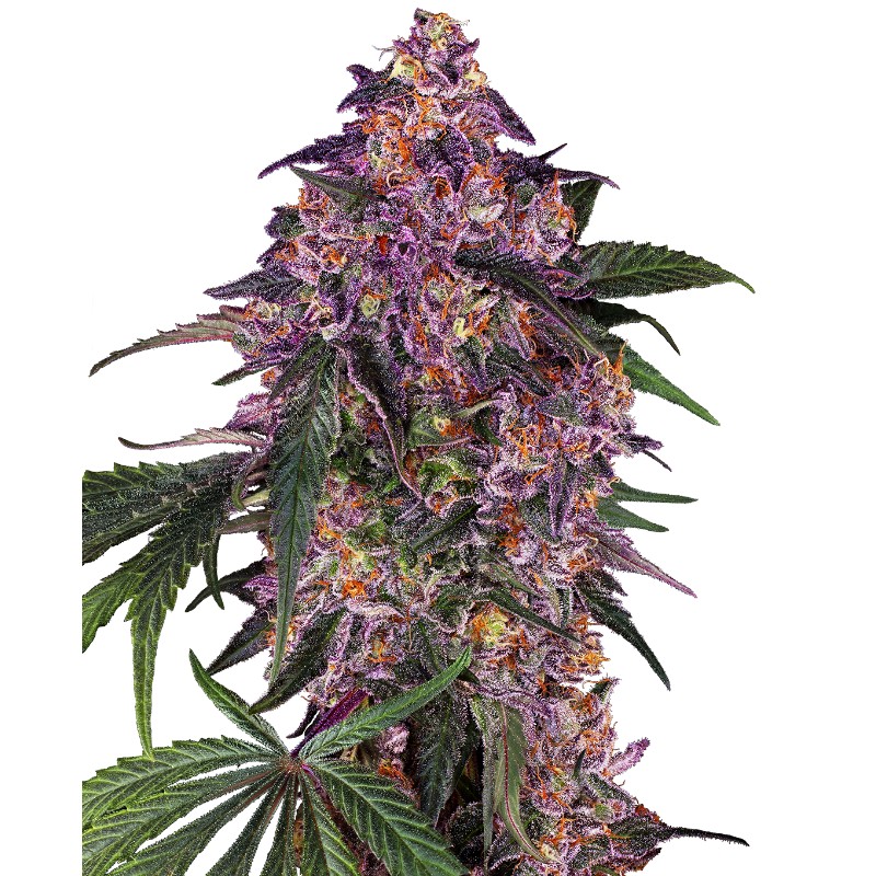 SENSI PURPLE KUSH · Sensi Seeds · semi di canapa · Fem