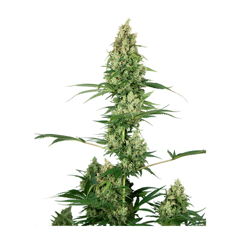 SILVER FIRE · Sensi Seeds · semi di canapa · Fem