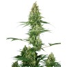 SILVER FIRE · Sensi Seeds · semi di canapa · Fem