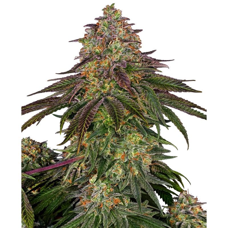 SWEET CHERRY KUSH · Sensi Seeds · semi di canapa · Fem