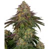 SWEET CHERRY KUSH · Sensi Seeds · semi di canapa · Fem