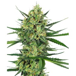 TANGERINE SUGAR · Sensi Seeds · kenevir tohum · Disi · Fem