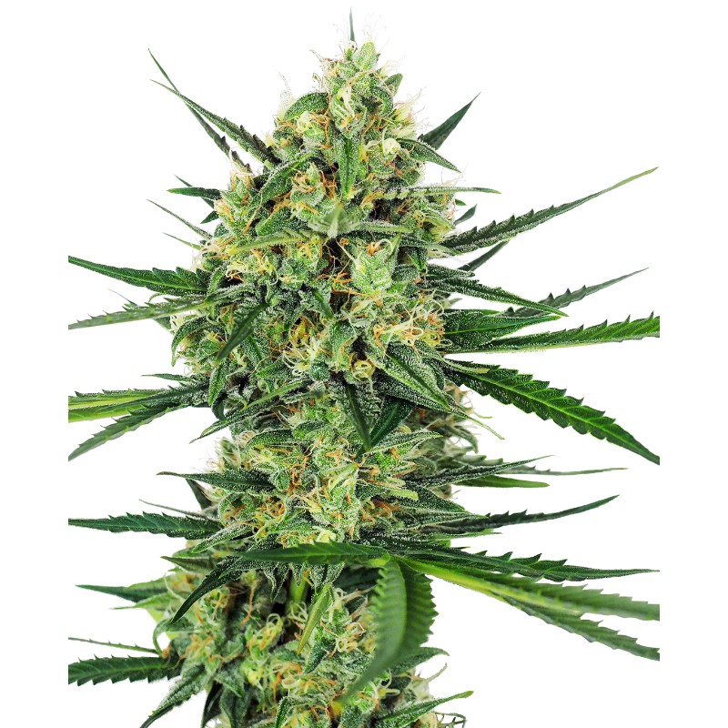 TANGERINE SUGAR · Sensi Seeds · semi di canapa · Fem