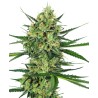 TANGERINE SUGAR · Sensi Seeds · semi di canapa · Fem