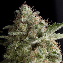 AMERICAN PIE · Pyramid Seeds · cannabis seeds · Fem