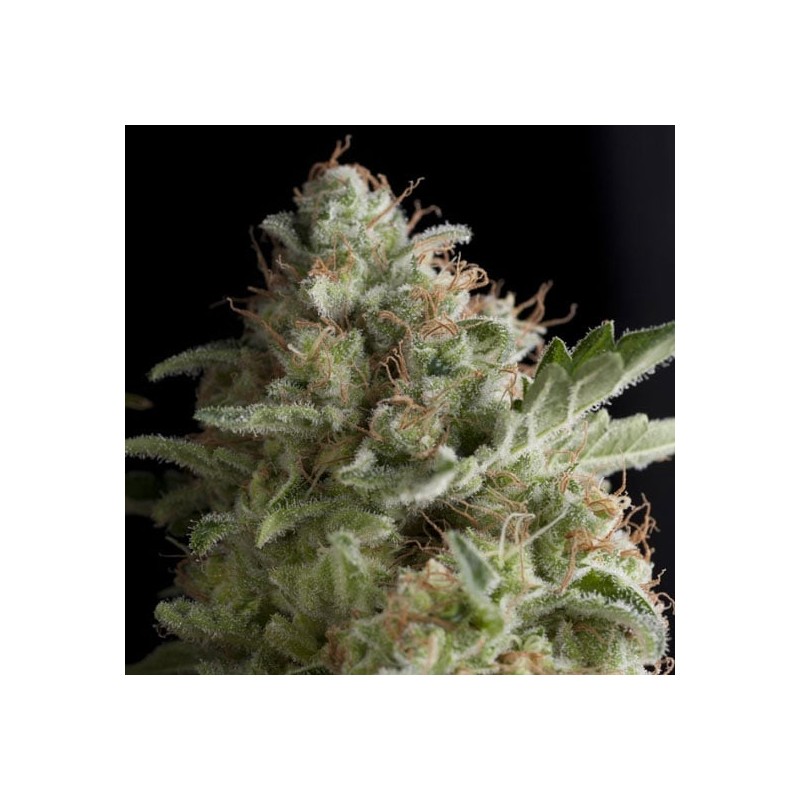 AMERICAN PIE · Pyramid Seeds · semi di canapa · Fem