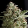 AMERICAN PIE · Pyramid Seeds · semi di canapa · Fem