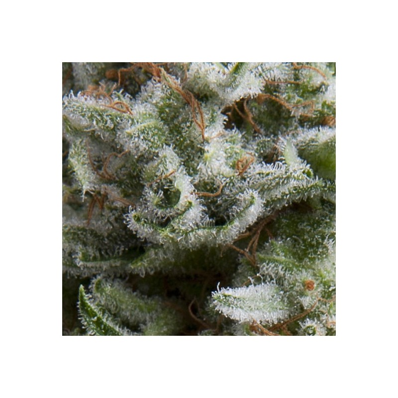 AUTO ANESTHESIA · Pyramid Seeds · semi di canapa indiana · AutoFem