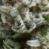 AUTO ANESTHESIA · Pyramid Seeds · semi di canapa indiana · AutoFem