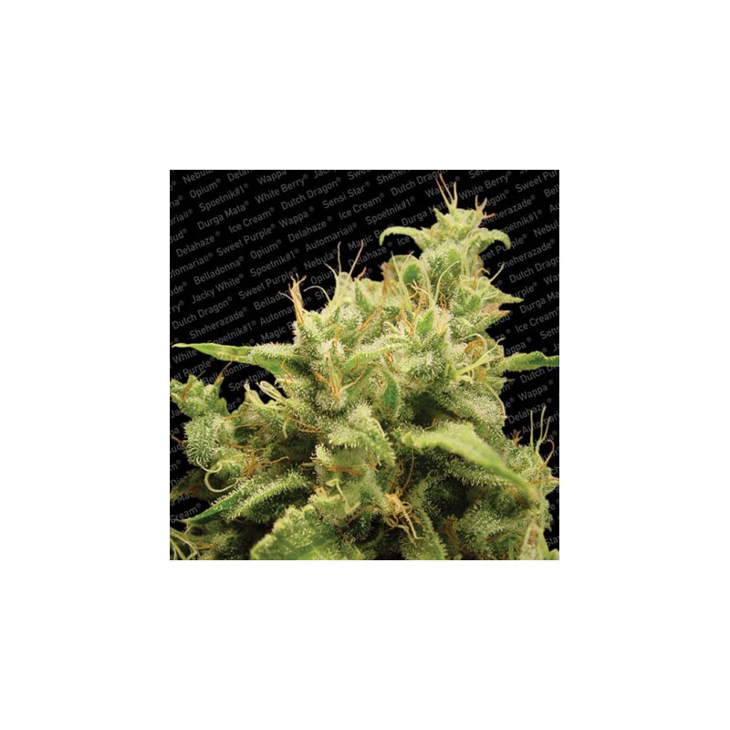 OPIUM · Paradise Seeds · cannabis seeds · Fem
