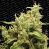OPIUM · Paradise Seeds · semi di cannabis · Fem