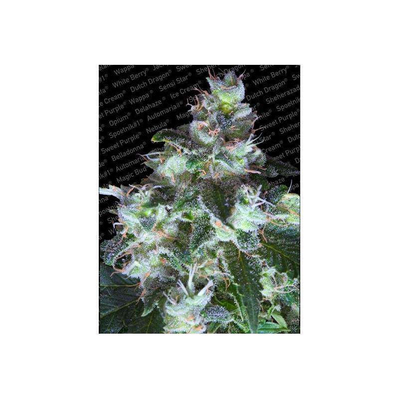 ORIGINAL WHITE WIDOW · Paradise Seeds · semi di canapa · Fem