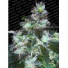 ORIGINAL WHITE WIDOW · Paradise Seeds · cannabis seeds · Fem