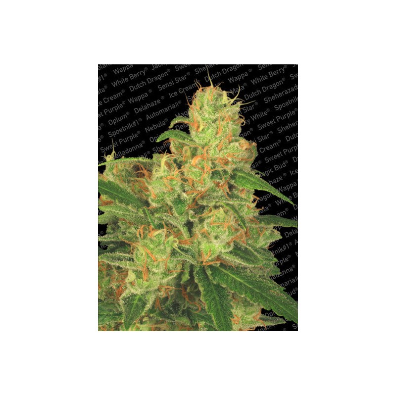 AUTO ACID · Paradise Seeds · semi di canapa · AutoFem