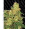 AUTO ACID · Paradise Seeds · cannabis seeds · AutoFem