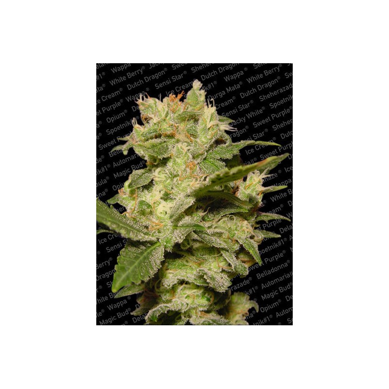 AUTO JACK · Paradise Seeds · cannabis seeds · AutoFem