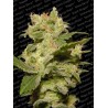 AUTO JACK · Paradise Seeds · semi di canapa · AutoFem