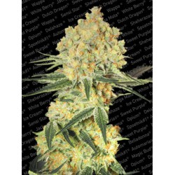 AUTO WAPPA · Paradise Seeds...