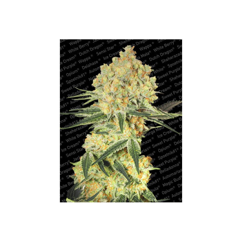 AUTO WAPPA · Paradise Seeds · cannabis seeds · AutoFem