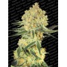 AUTO WAPPA · Paradise Seeds · semi di canapa · AutoFem