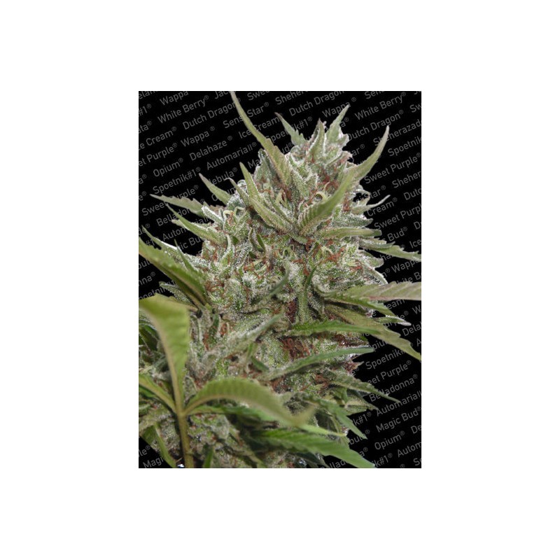 AUTO WHITE BERRY · Paradise Seeds · semi di canapa · AutoFem