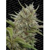 AUTO WHITE BERRY · Paradise Seeds · cannabis seeds · AutoFem