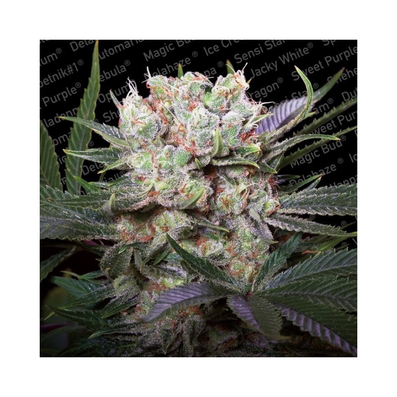 CALIFORNIA GOLD · Paradise Seeds · semi di canapa indana · Fem
