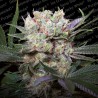 CALIFORNIA GOLD · Paradise Seeds · semi di canapa indana · Fem